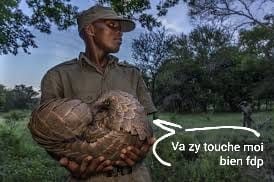 pangolin