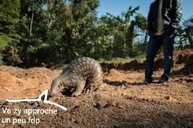 Pangolin