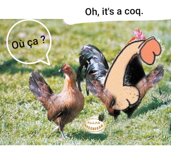 un coq a cok
