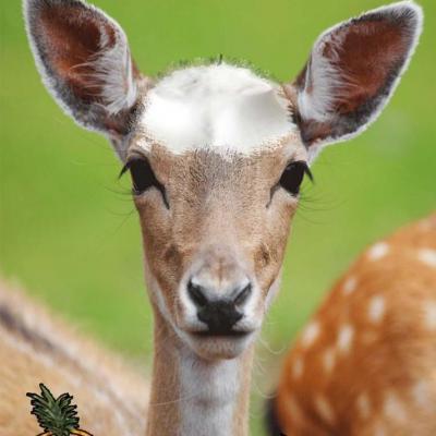 Biche chauve