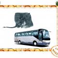 Raie Bus